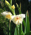 Gladiola Halley - Gladiolus nanus - čebulice mečka - 3 kosi
