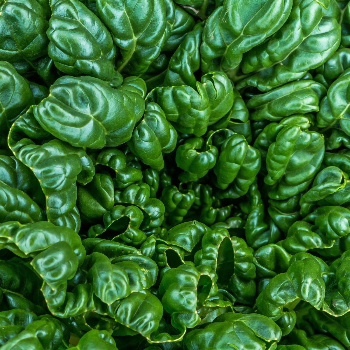 Tatsoi - Brassica rapa var rosularis - semena tatsoi - 100 ks