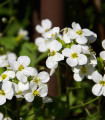 Beli alpski arabis - Arabis alpina - semena arabisa - 200 kos