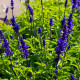 Transilvanska salvija Blue Spires – Salvia transylvanica – semena salvije – 12 kosov