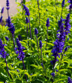 Transilvanska salvija Blue Spires – Salvia transylvanica – semena salvije – 12 kosov