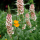 Divizna brunátná směs - Verbascum phoeniceum - semena divizny - 300 ks