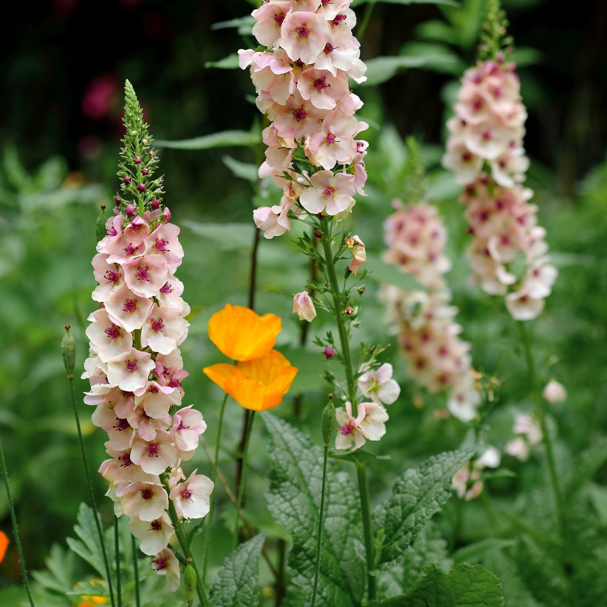 Divizna brunátná směs - Verbascum phoeniceum - semena divizny - 300 ks
