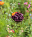 Mak Black Peony – Papaver somniferum – semena maka – 150 kosov