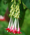 Fuksija bolivijska bela - Fuchsia boliviana - semena fuksije - 10 kos