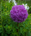 Česen Aflatunense - Allium aflatunense - čebulice okrasnega česna - 3 kosi