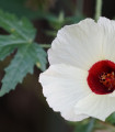 Ibiš konopljasti - Hibiscus cannabinus - semena ibiška - 6 kos