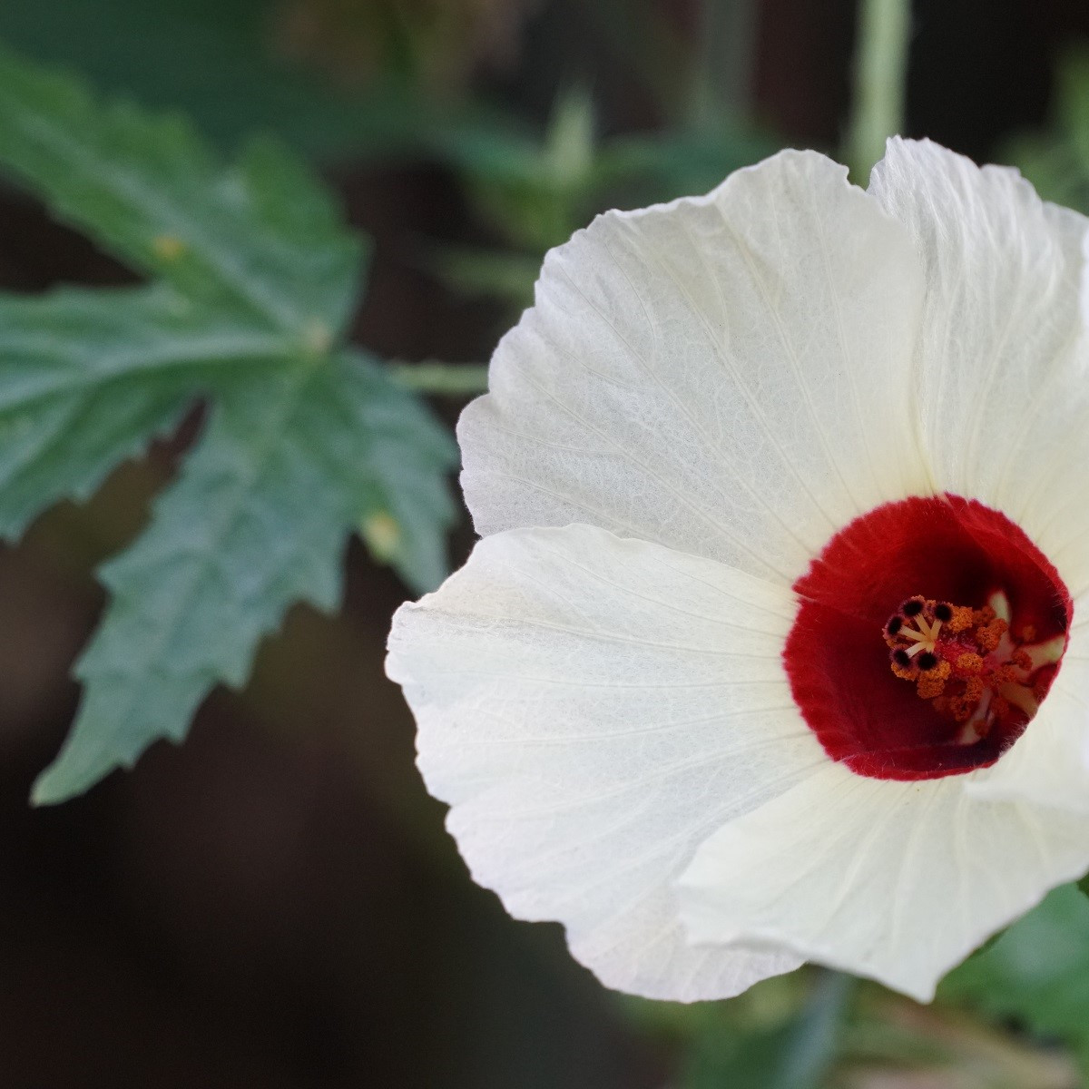 Ibišek konopný - Hibiscus cannabinus - semena ibišku - 6 ks