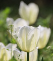 Tulipan Hakuun - Tulipa - čebulice tulipana - 3 kosi
