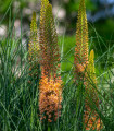 Liliochvostec Pinokkio - Eremurus – gomolji liliochvostca - 1 kos