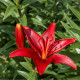Liliija Diabora - Lilium - čebulica liliije - 1 kos