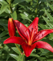 Liliija Diabora - Lilium - čebulica liliije - 1 kos