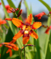 Montbrécia Emily Mckenzie – Crocosmia – gomolji montbrécie – 4 kos