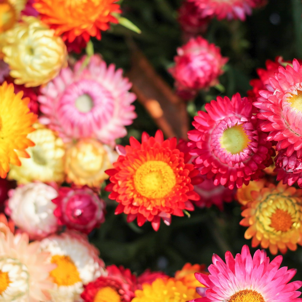 Slaměnka směs k sušení - Helichrysum bracteatum - semena slaměnky - 350 ks