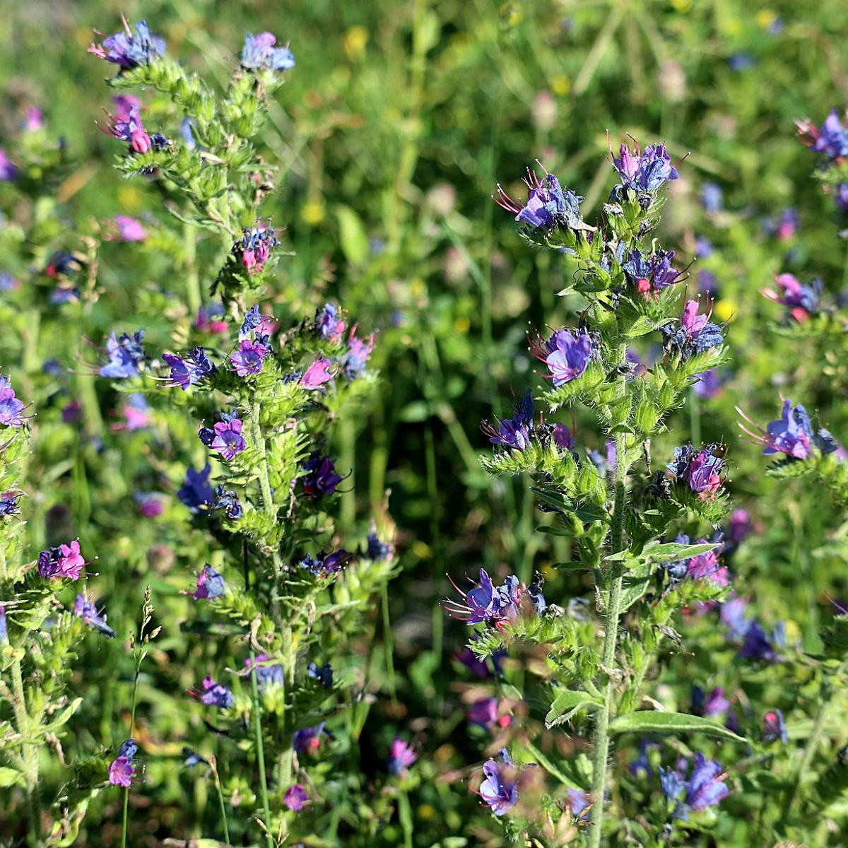 Hadinec jitrocelovitý - Echium plantagineum - semena hadince - 100 ks