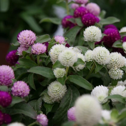 Pestrovka kulovitá směs barev - Gomphrena globosa - semena pestrovky - 35 ks