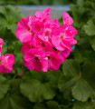 Muškát pasasti Nekita Deep Rose F1 - Pelargonium zonale - semena muškata - 4 kosi