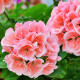Muškát pasasti Nekita Salmon F1 - Pelargonium zonale - semena muškata - 4 kosi