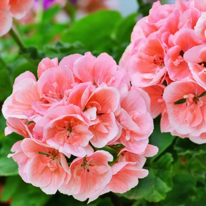 Muškát pasasti Nekita Salmon F1 - Pelargonium zonale - semena muškata - 4 kosi