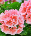 Muškát pasasti Nekita Salmon F1 - Pelargonium zonale - semena muškata - 4 kosi