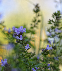 Marulka lékařská - Calamintha nepeta - semena marulky - 300 ks