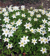 Sasanka hajní - Anemone nemorosa - semena sasanky - 10 ks