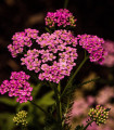 Rman Colorado mix – Achillea millefolium – semena rmana – 20 kosov