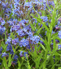 Kapski pilat – Anchusa capensis – semena pilata – 50 kosov