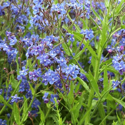Kapski pilat – Anchusa capensis – semena pilata – 50 kosov