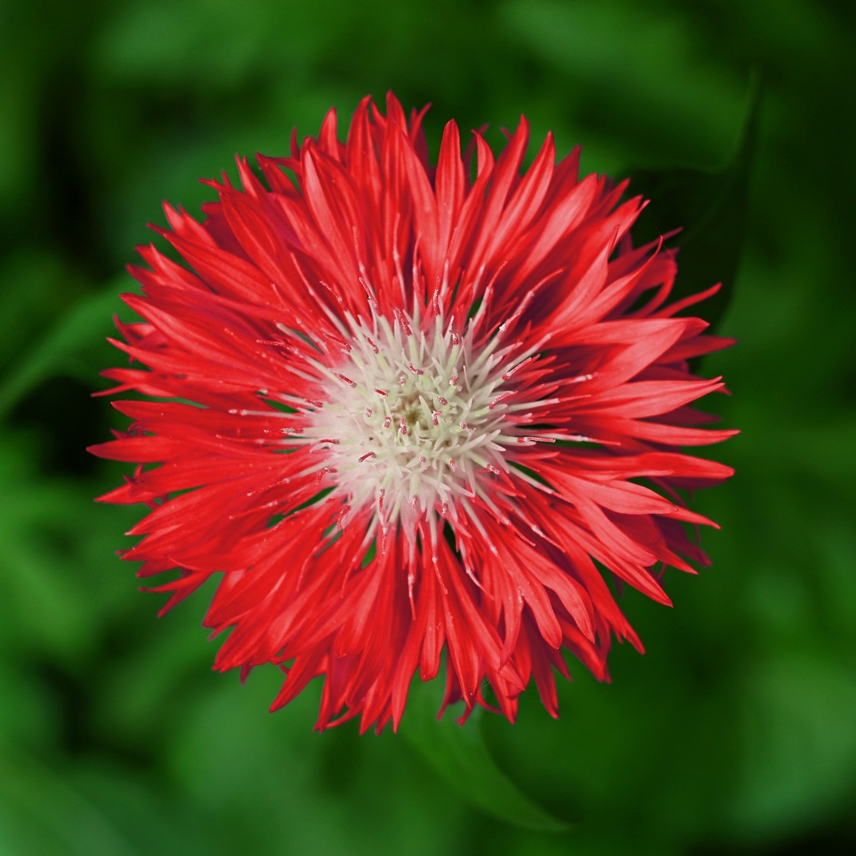 Chrpa červená Polka - Centaurea cyanus - semena chrpy - 100 ks