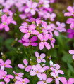Huseník roza - Arabis arendsii - semena huseníka - 100 kos