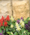 Žareča žajbelj mešanica - Salvia splendens mix - semena žajblja - 15 kos
