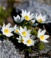 Koniklec alpski - Pulsatilla alpina - semena konikleca - 10 kosov