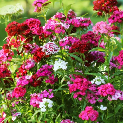 Hvozdík bradatý Dynasty F1 - Dianthus barbatus - semena hvozdíku - 16 ks