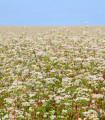 Ajda - Polygonum fagopyrum - semena ajde - 20 kos