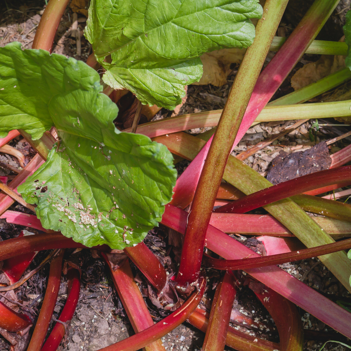 Reveň Viktoria - Rebarbora - Rheum palmatum - semena rebarbory - 20 ks