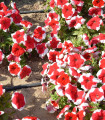 Petunija mnogocvetna Red Frost F1 - Petunia multiflora - semena petunije - 20 kos