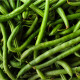 BIO Fazole Neckarkönigin - Phaseolus vulgaris - bio semena fazolu - 15 ks