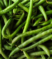 BIO Fazole Neckarkönigin - Phaseolus vulgaris - bio semena fazolu - 15 ks