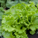 BIO semena solate Batavia Leny – Lactuca sativa – gojenje bio semen