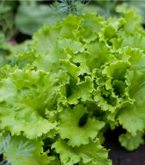 BIO semena solate Batavia Leny – Lactuca sativa – gojenje bio semen