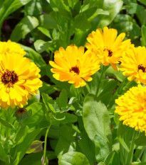 Rumena ognjič - Calendula officinalis - semena ognjiča - 30 kosov