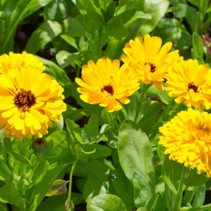 Rumena ognjič - Calendula officinalis - semena ognjiča - 30 kosov