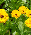 Rumena ognjič - Calendula officinalis - semena ognjiča - 30 kosov