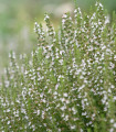 Beli zdravilni izop - Hyssopus officinalis - semena izopa - 100 kos