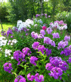 Plamenka latnata mešanica barv - Phlox paniculata grandiflora - semena plamenke - 15 kos