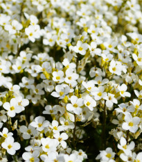 Tařicovka Snow Crystal - Lobularia maritima - semena tařicovky - 200 ks