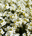 Lobularia maritima »Snow Crystal« – semena lobularije – 200 kosov – ponudba zaključena