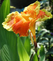 Dosna En Avant - Canna - gomolji dosne - 1 kos