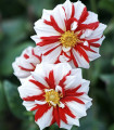 Dahlia Fire and Ice – dalija – gomolji dalije – 1 kos